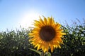 Selective focus closeup shot of a sunflower facing against the sun in front of a crop field Royalty Free Stock Photo