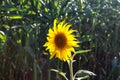 Selective focus closeup shot of a sunflower facing against the sun in front of a crop field Royalty Free Stock Photo