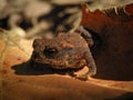 Selective focus closeup shot of a tiny brown frog  camouflaged on a brown leaf Royalty Free Stock Photo