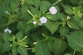 Selective focus closeup shot of a white Marvel of Peru flower