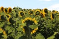 Selective focus closeup of a sunflower field with the flowers facing on the sun Royalty Free Stock Photo