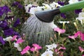 Selective focus closeup of a watering can to flowers in a garden Royalty Free Stock Photo