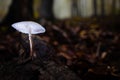 Selective focus closeup of a white mushroom growing from a decaying log in the forest Royalty Free Stock Photo