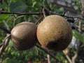 Selective focus closeup of a winter nelis pear in a tree in the garden