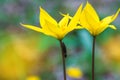Selective focus closeup of yellow wild tulips and black beetle sitting on them in spring forest Royalty Free Stock Photo