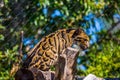 Selective focus of a clouded leopard standing near tree trunk and looking down