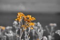 Selective focus on coastal wild flowers. Yellow orange coastal wild flowers in summer