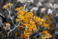 Selective focus on coastal wild flowers. Yellow orange coastal wild flowers in summer