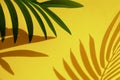 Selective focus of coconut and palm leaf with shadow on colorful . background.Tropical and summer,holiday concepts Royalty Free Stock Photo