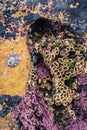 Selective focus of colored seaweed and marine life texture with limpets and mussels on rock Royalty Free Stock Photo