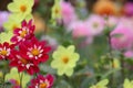 Selective focus of colorful Georgina flowers growing in the garden