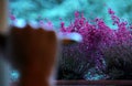 Selective focus on colorful heather seedlings with hand silhouette and green gradient background