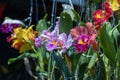 Selective focus colorful hybrid orchid in the garden.Beautiful blooming of orchid flower.