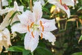 selective focus of colorful lily flowers with sun light ,selective focus Royalty Free Stock Photo
