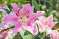 selective focus of colorful lily flowers with sun light ,selective focus Royalty Free Stock Photo