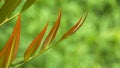 Young red and green young leather fern leaves are growing with blurred greenery background