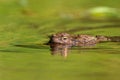 Selective focus of a combed crocodile swimming in a lake with only head above Royalty Free Stock Photo