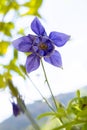 common columbine flower (Aquilegia vulgaris) with blurred background - also known as European columbine,