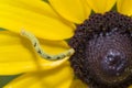 Common Eupithecia moth caterpillar on a flower, Eupithecia Miserulata Royalty Free Stock Photo