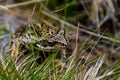 Selective focus of a Common frog on a grass ground Royalty Free Stock Photo