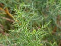 Selective focus of common gorse, furze or whin Ulex europaeus with blurred background