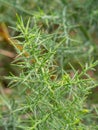Selective focus of common gorse, furze or whin Ulex europaeus with blurred background