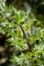 common holly leafs (Ilex aquifolium) in a garden with blurred background