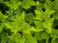 selective focus of common nettle, burn nettle or stinging nettle (Urtica dioica) with blurred background Royalty Free Stock Photo