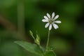 Selective focus of common starwort. Stellaria graminea spring flower head with white petals and yellow stamens