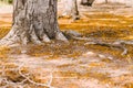 Selective focus Complex above ground root system of a tree surrounded by fallen autumn leaves. Roots from a tree grow above ground Royalty Free Stock Photo