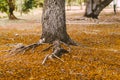 Selective focus Complex above ground root system of a tree surrounded by fallen autumn leaves. Roots from a tree grow above ground Royalty Free Stock Photo