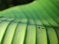 Selective focus conceptual - dew drops on green layered leaf / leaves at sunrise with blurry black background. Royalty Free Stock Photo