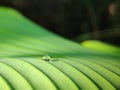 Selective focus conceptual - dew drops on green layered leaf / leaves at sunrise with blurry black background. Royalty Free Stock Photo