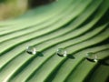 Selective focus conceptual - dew drops on green layered leaf / leaves at sunrise with blurry black background. Royalty Free Stock Photo