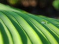 Selective focus conceptual - dew drops on green layered leaf / leaves at sunrise with blurry black background Royalty Free Stock Photo