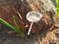 Selective focus of Coprinopsis lagopus or Coprinus lagopus in the field, harefoot wild mushroom or hare's foot inkcap Royalty Free Stock Photo