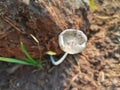 Selective focus of Coprinopsis lagopus or Coprinus lagopus in the field, harefoot wild mushroom or hare's foot inkcap