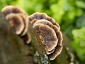 Coriolus versicolor or Polyporus versicolor (Trametes versicolor) on a trunk in the woods with blurred