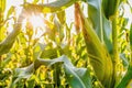 selective focus corn field Royalty Free Stock Photo