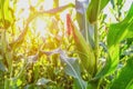 selective focus corn field Royalty Free Stock Photo