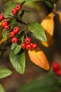 Cotoneaster frigidus, the tree cotoneaster, autumn berries in the garden Royalty Free Stock Photo