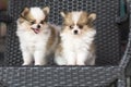 Selective focus couple cute chihuehue poppy dogs