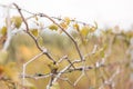 Selective focus of Creeper on barbed wire with warm light Royalty Free Stock Photo