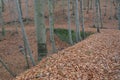 Selective focus of a creepy forest with hills full of fallen leaves