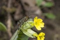 Selective focus of a creepy and poisonous scorpionfly on a yellow flower