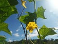 Selective Focus of Cucumber Flower and Leaves During the Hot Summer Day Royalty Free Stock Photo