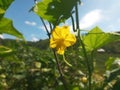 Selective Focus of Cucumber Flower and Leaves During the Hot Summer Day with Blue Sky Background Royalty Free Stock Photo