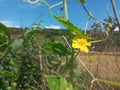 Selective Focus of Cucumber Flower and Leaves During the Hot Summer Day Royalty Free Stock Photo