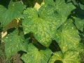 Selective Focus of Cucumber Leaves During the Hot Summer Day Royalty Free Stock Photo