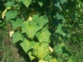 Selective Focus of Cucumber Leaves During the Hot Summer Day Royalty Free Stock Photo
